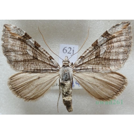 Aplocera plagiata (Linnaeus, 1758) Niekrocz dziurawczak Czech62j